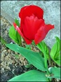 vrijeme tulipa&hellip;