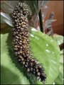 gusjenica...