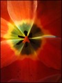 srce tulipana.&hellip;