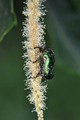 Cetonia aurata&hellip;