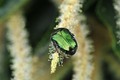 Cetonia aurata&hellip;