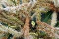 Cetonia aurata&hellip;