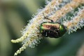 Cetonia aurata&hellip;