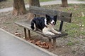 Lynn traži deč&hellip;