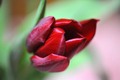 vrijeme tulipa&hellip;