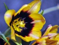 vrijeme tulipa&hellip;