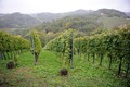 vinograd - Zag&hellip;