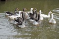 pobjegle u vod&hellip;