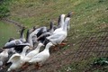 bolje da bježe&hellip;