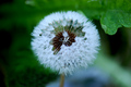 rosa u lampici&hellip;
