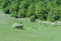 ovčice na Poun&hellip;