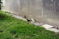 uhvatit ću ja &hellip;