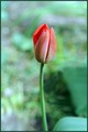 vrijeme tulipa&hellip;
