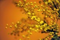 vrijeme mimoza&hellip;