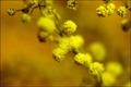 vrijeme mimoza&hellip;