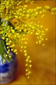 vrijeme mimoza&hellip;