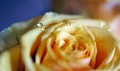 rosna i radosn&hellip;