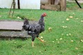 velki pišćenec&hellip;