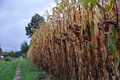 polje kukuruza&hellip;
