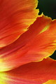 Passion of Flo&hellip;