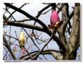 Buđenje magnol&hellip;