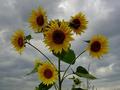 Cvijet ili sun&hellip;