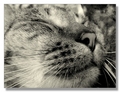Moj Whiskas ma&hellip;