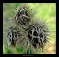 Udice i pleten&hellip;