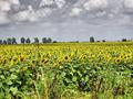 Suncogledno po&hellip;