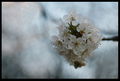 Geisha´s Fairy&hellip;