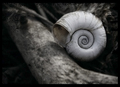 ...spiral stor&hellip;