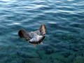 Poleti galebe &hellip;