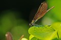 Libellule-vode&hellip;
