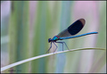 Calopteryx spl&hellip;