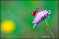 zygaena.Art na&hellip;