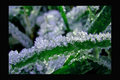 Diamonds and E&hellip;