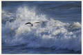 Sea and Sea gu&hellip;