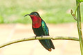 Colibri Madere&hellip;