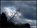 Agave lete u n&hellip;