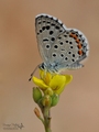 Pseudophilotes&hellip;