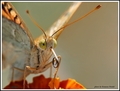 Argynnis pando&hellip;
