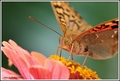 Argynnis pando&hellip;