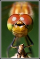 Portret vreten&hellip;