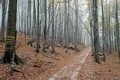 Šumsko-šetajuć&hellip;