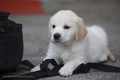 oskar i foto t&hellip;