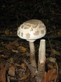 Pecurkica