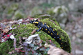 Salamander i m&hellip;