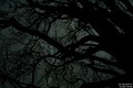 the old dead t&hellip;