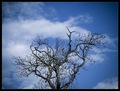 All trees go t&hellip;