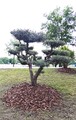 Bonsai maslina&hellip;